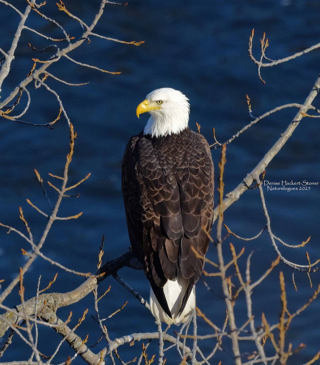 Ak Başlı Kartal - ML647386569