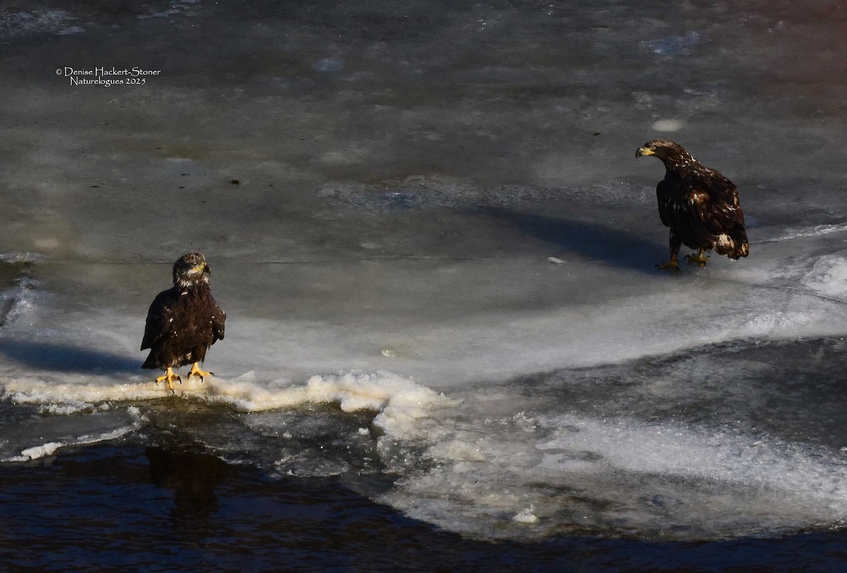 Ak Başlı Kartal - ML647386570