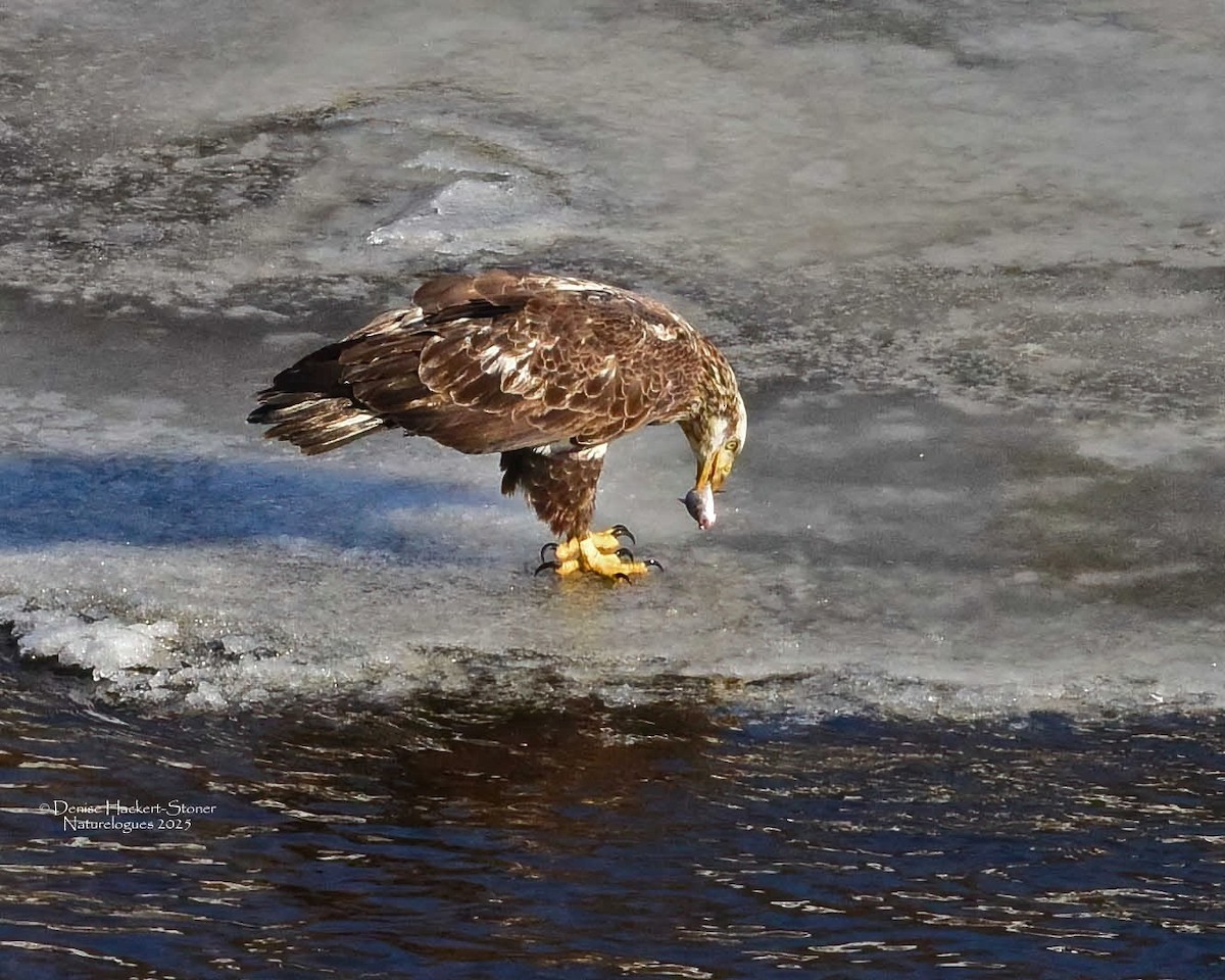 Ak Başlı Kartal - ML647386571