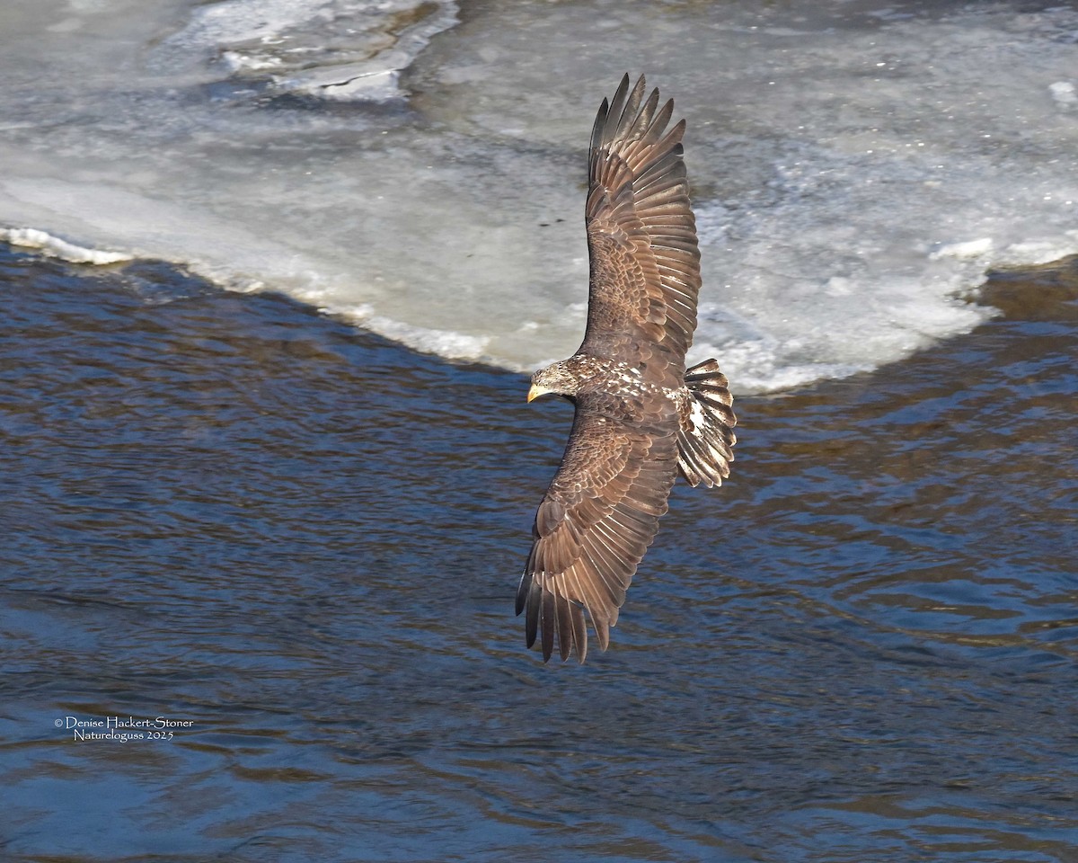 Ak Başlı Kartal - ML647386573