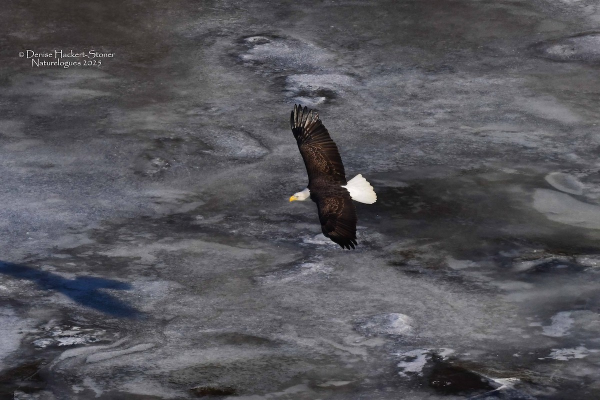 Ak Başlı Kartal - ML647386574