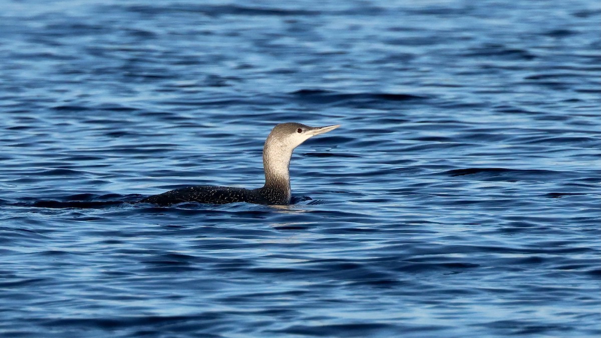 Kızıl Gerdanlı Dalgıç - ML647386576