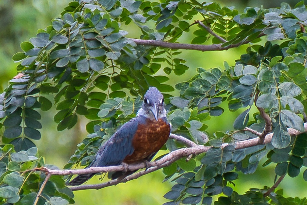 Kolyeli Yalıçapkını - ML647386577