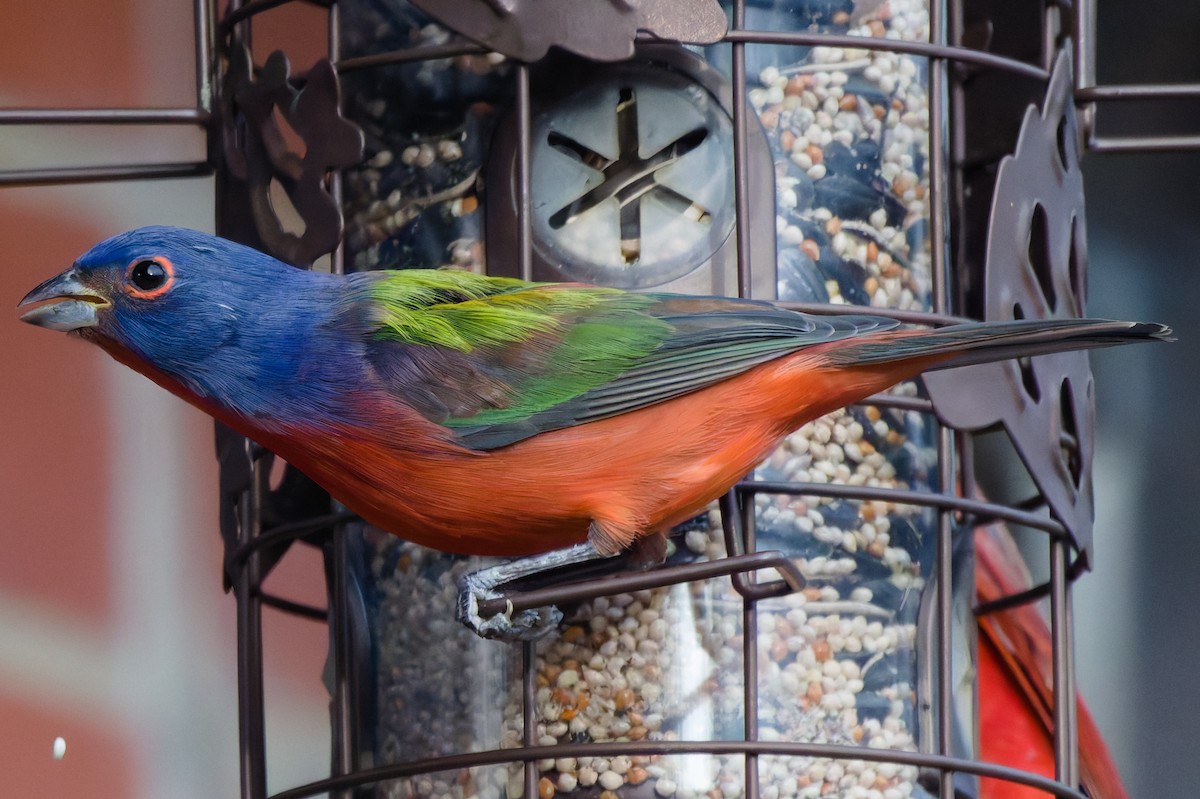 Boyalı Çinte - ML647386578