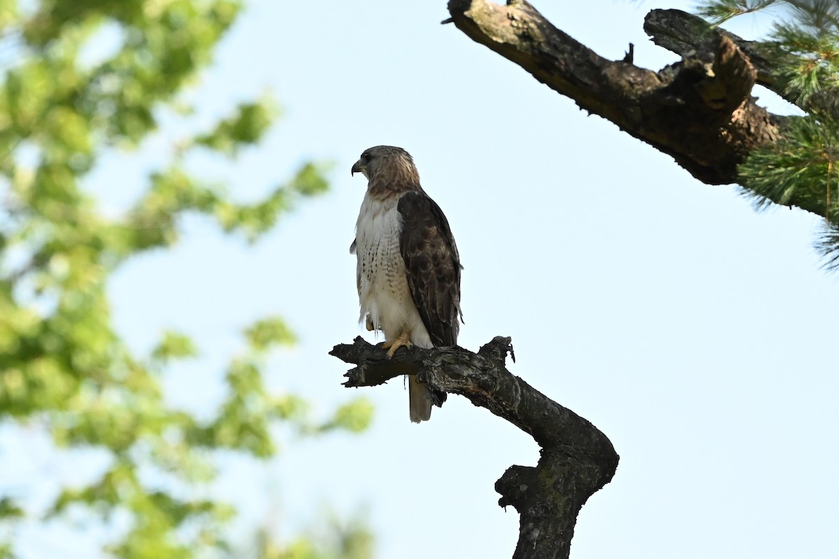 Kızıl Kuyruklu Şahin - ML647386579