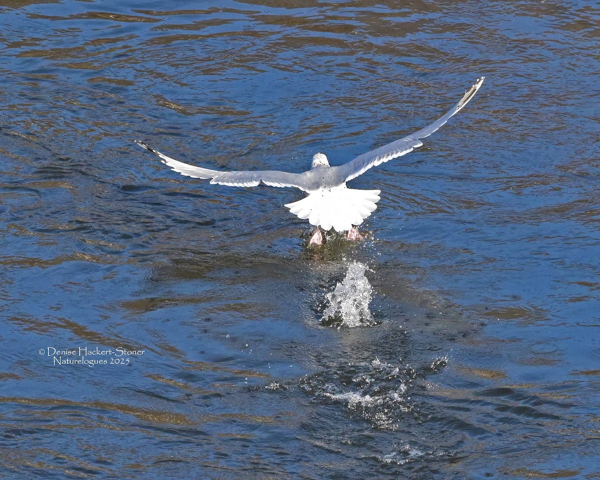 Amerika Gümüş Martısı - ML647386581