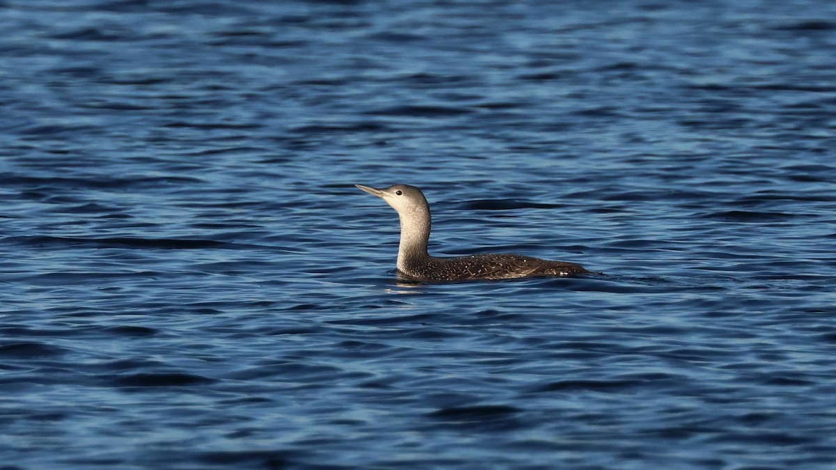 Kızıl Gerdanlı Dalgıç - ML647386583