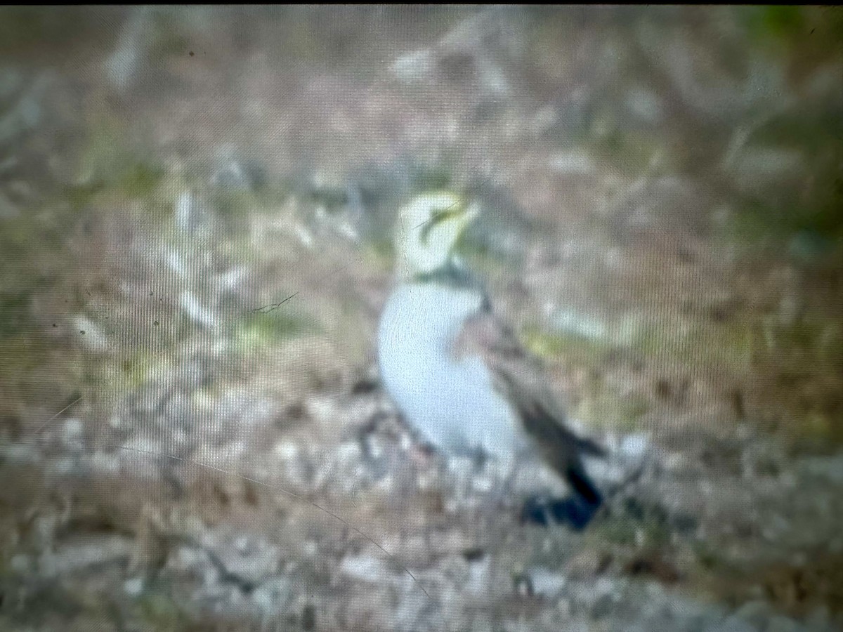 Kulaklı Toygar - ML647386585