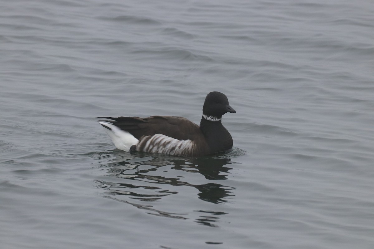 Yosun Kazı - ML647386587