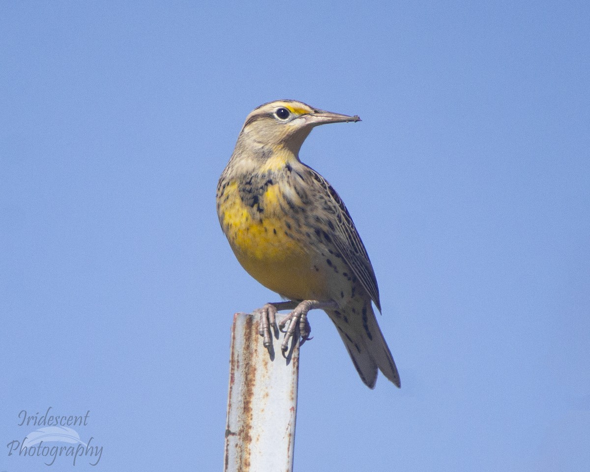 Doğulu Tarlasığırcığı - ML647386588