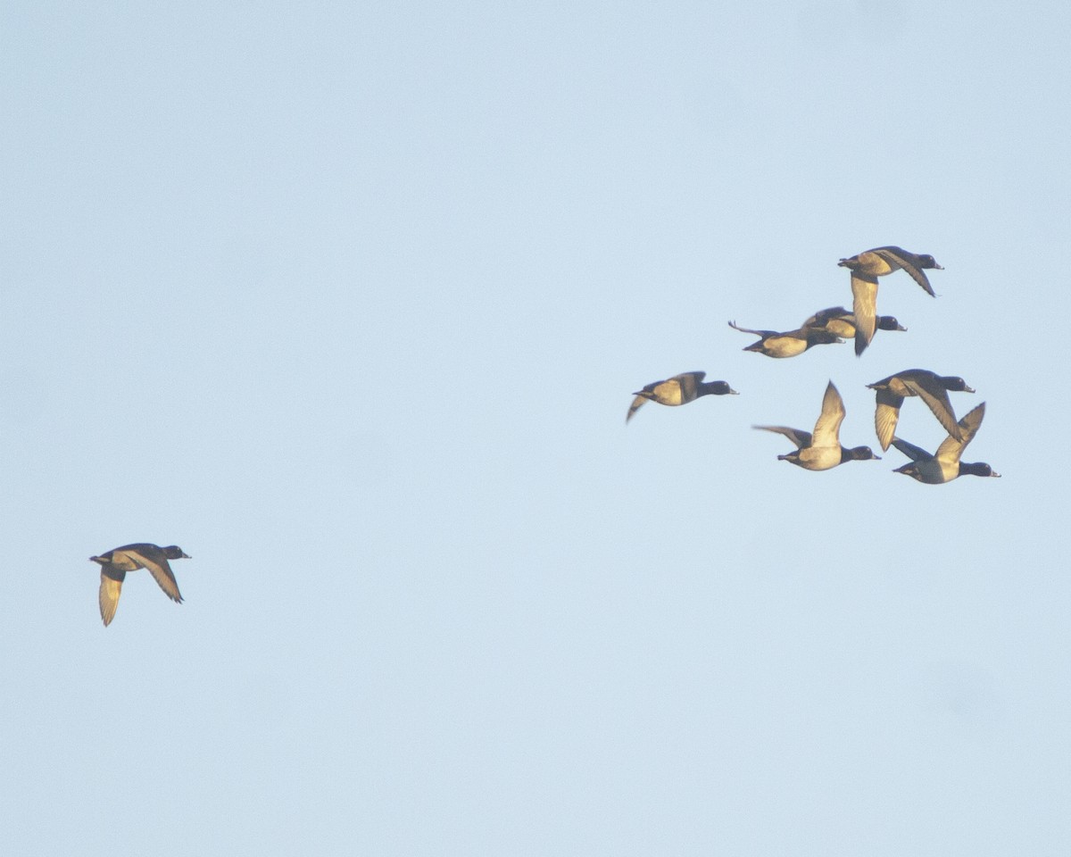 Halkalı Patka - ML647386589