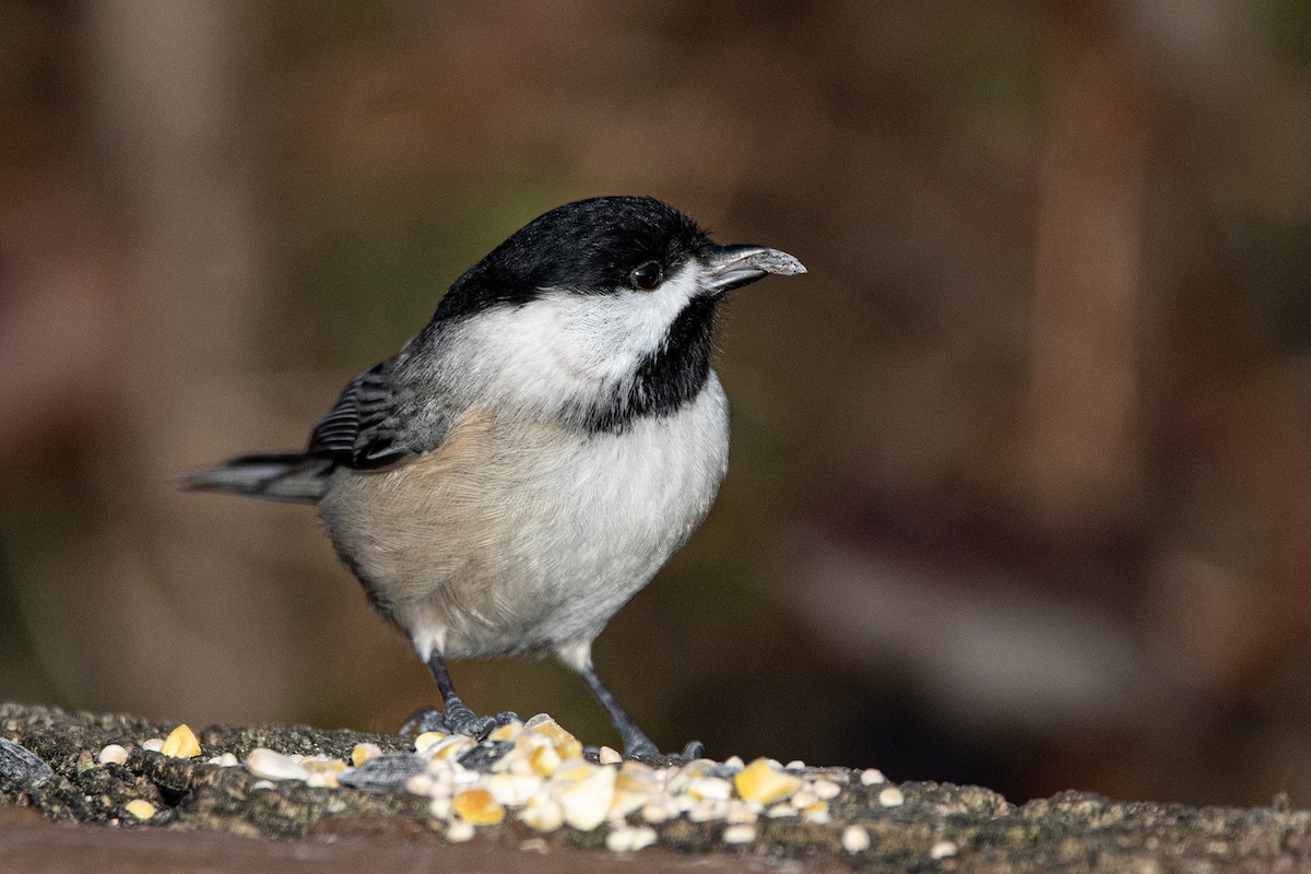 Karolina Baştankarası - ML647386590