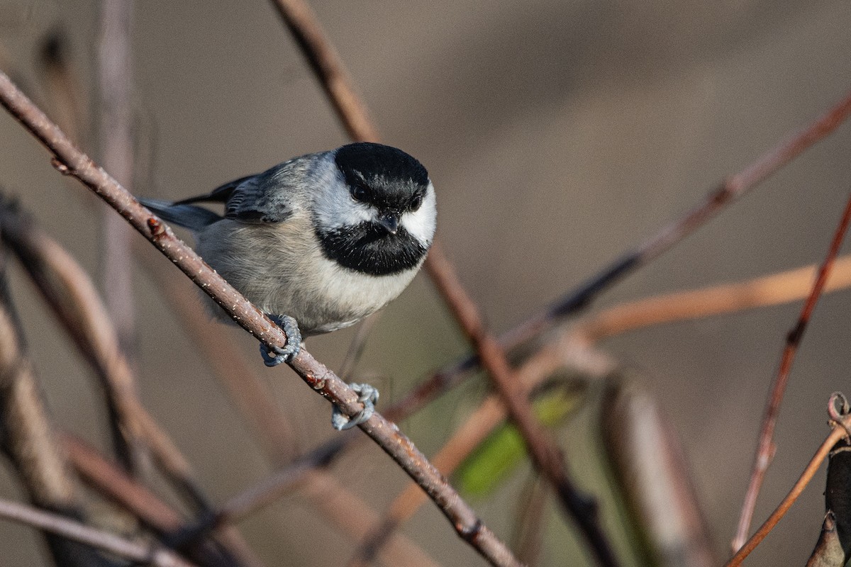 Karolina Baştankarası - ML647386591