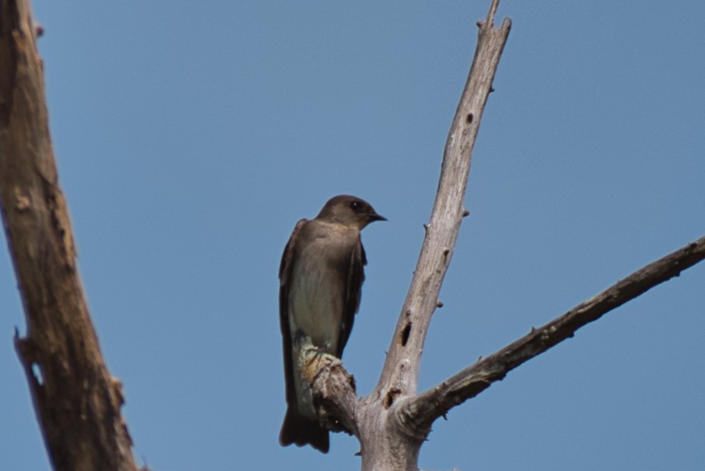 Kuzeyli Sert Kanatlı Kırlangıç - ML647386592