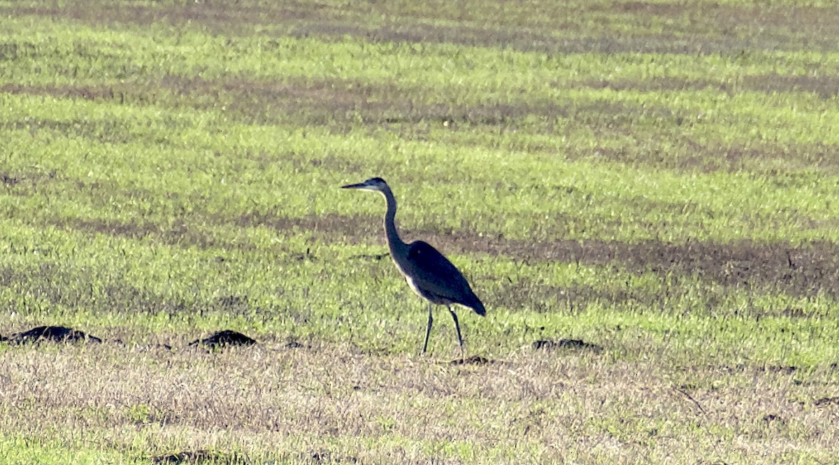 Amerika Gri Balıkçılı - ML647386596