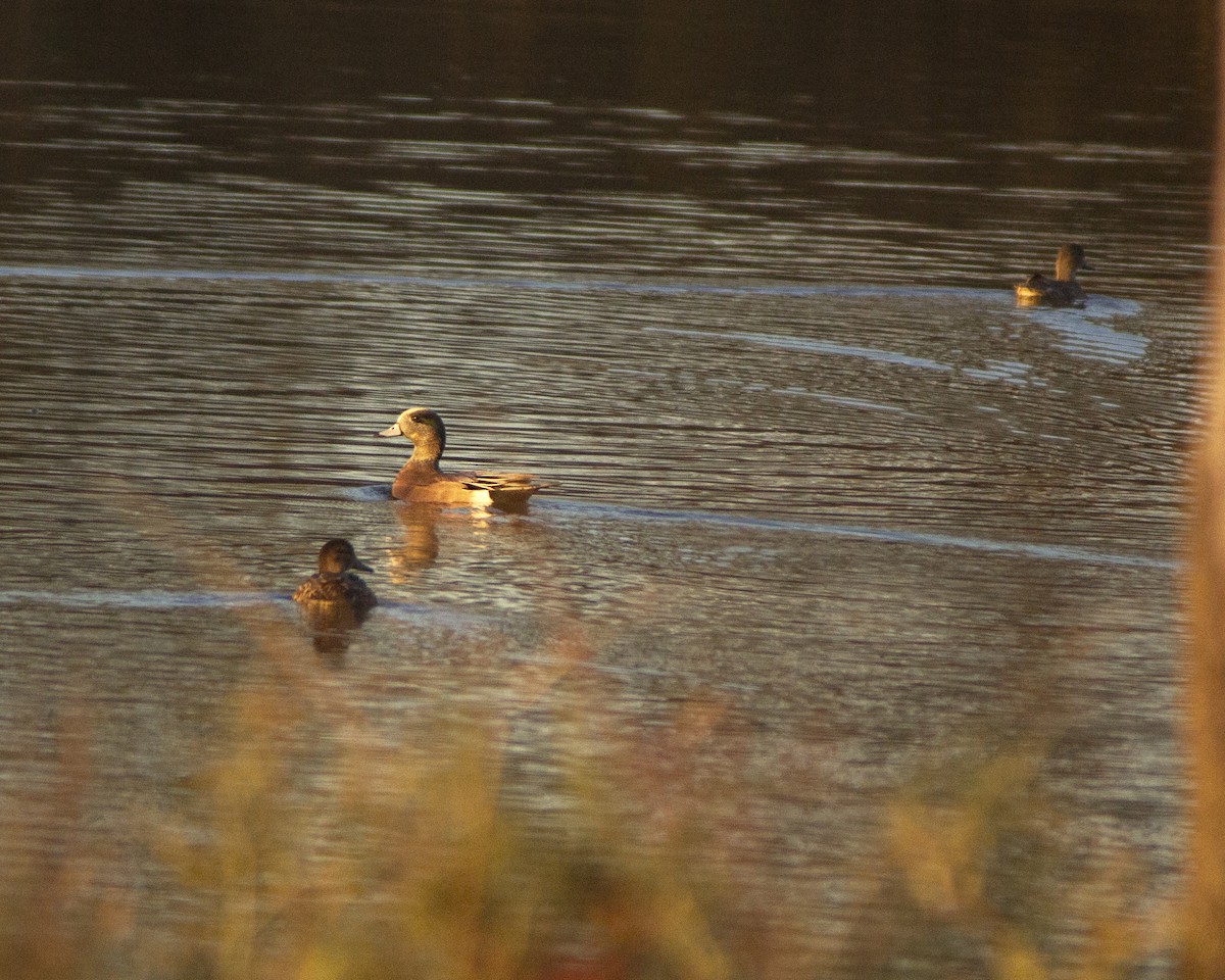 Amerika Fiyusu - ML647386597