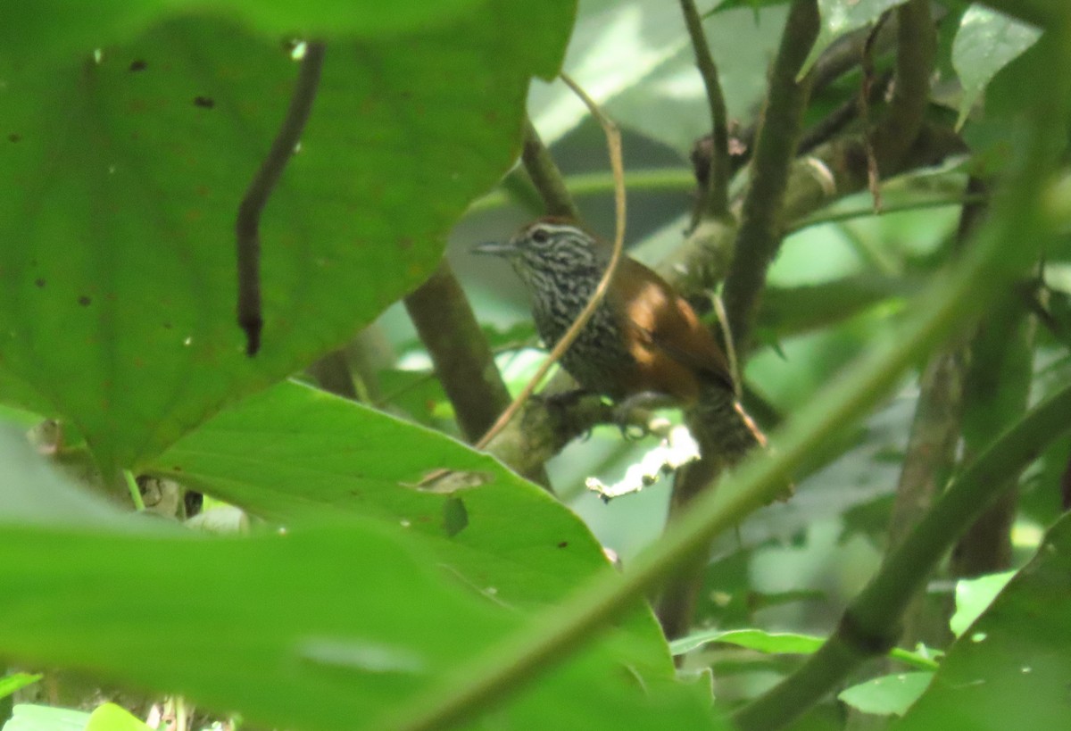 Benekli Göğüslü Çıtkuşu - ML647386598