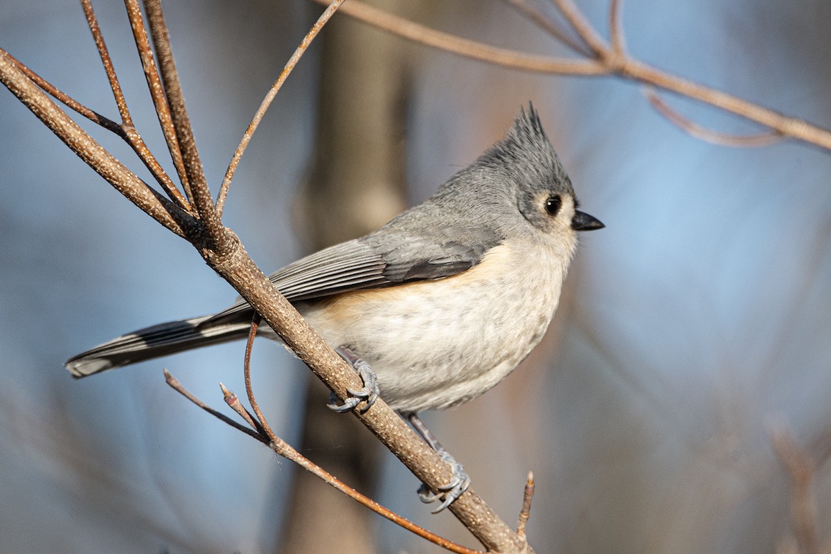 Tufted Titmouse - ML647386601