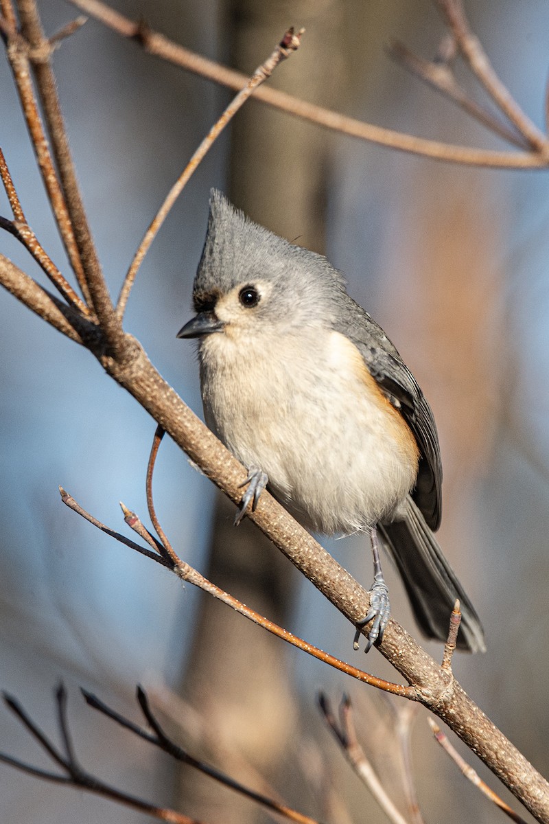 Tufted Titmouse - ML647386602