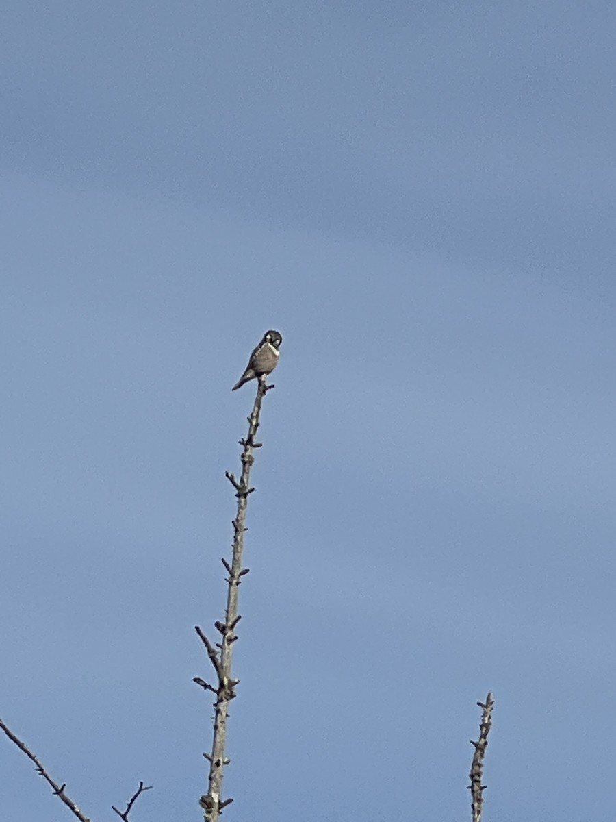 sovice krahujová - ML647386625