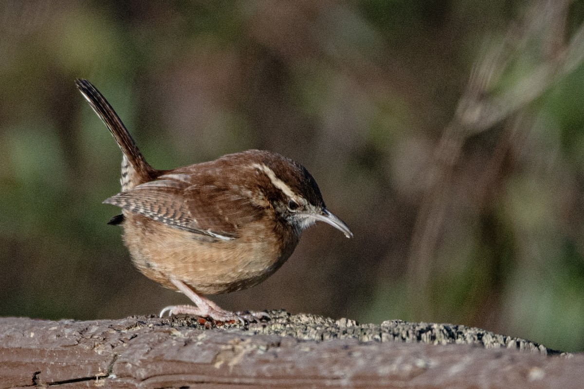 Carolina Wren - ML647386631