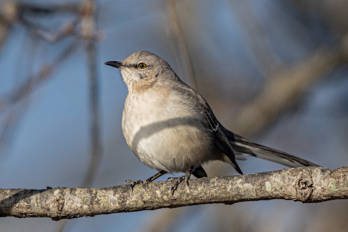 Northern Mockingbird - ML647386649