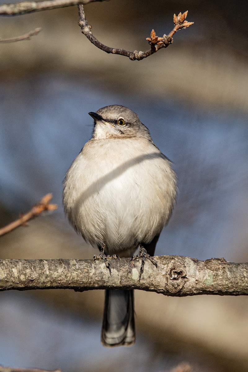 Northern Mockingbird - ML647386650