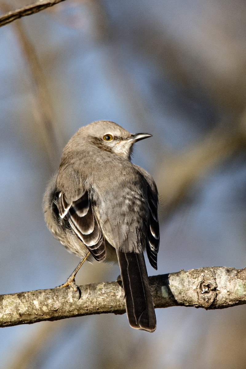Northern Mockingbird - ML647386651
