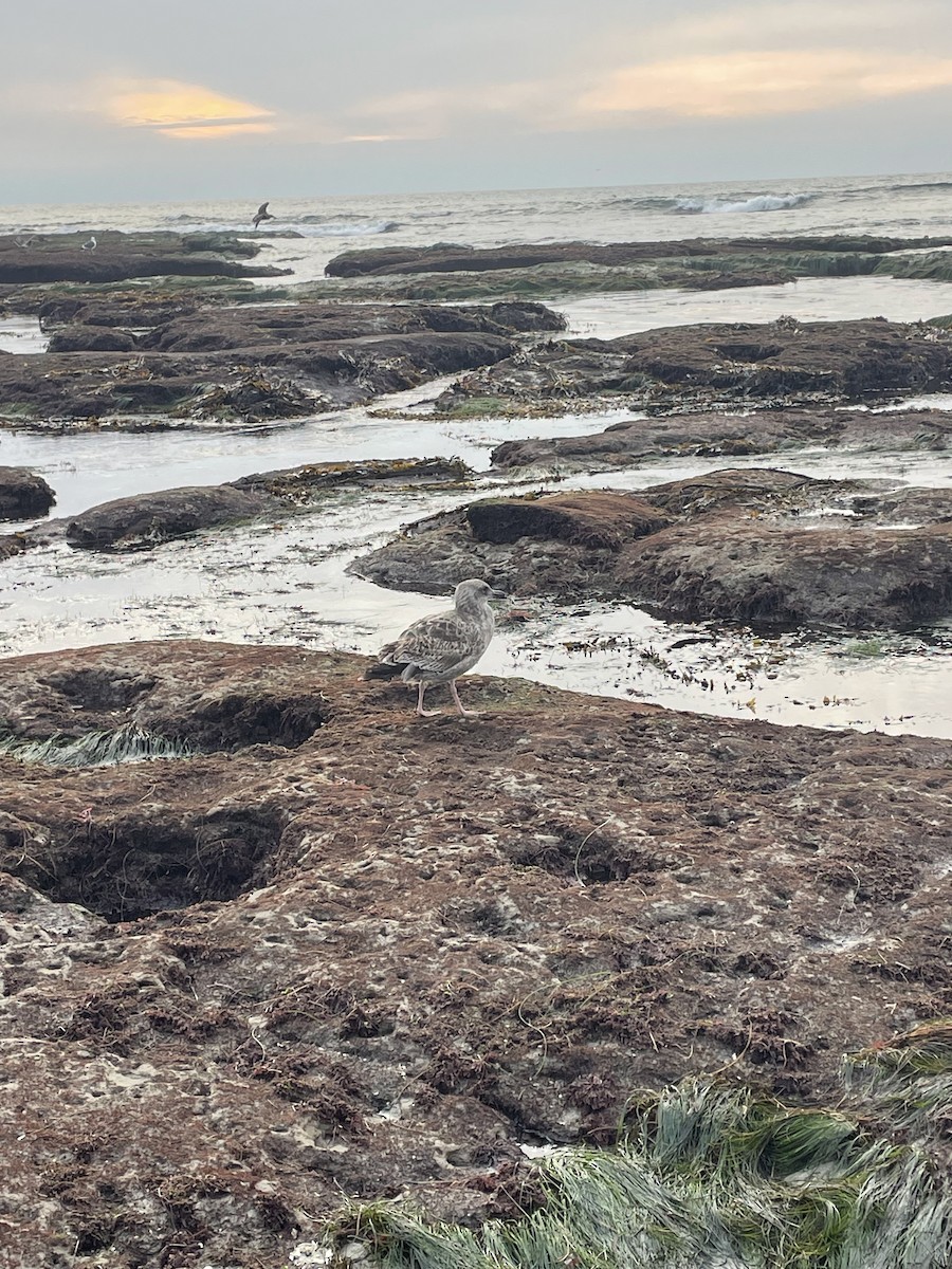 чайка sp. - ML647386660