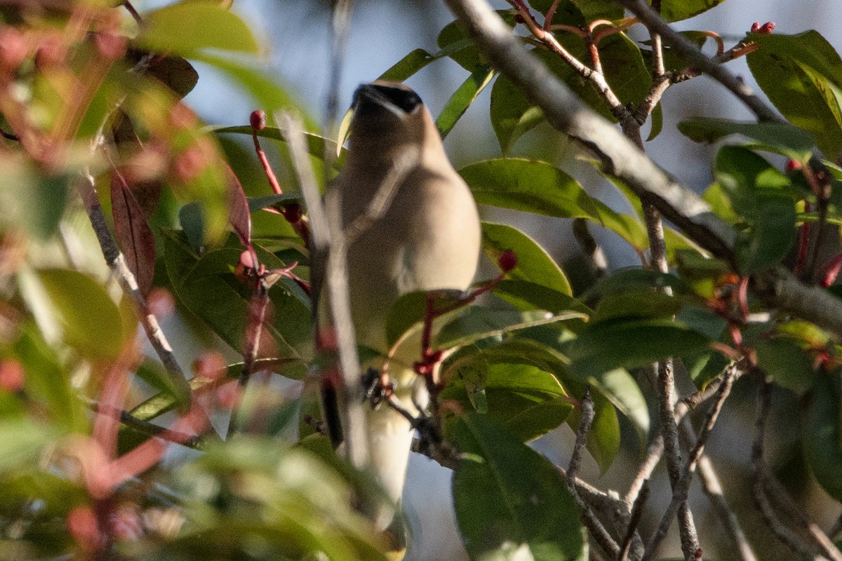 Cedar Waxwing - ML647386672