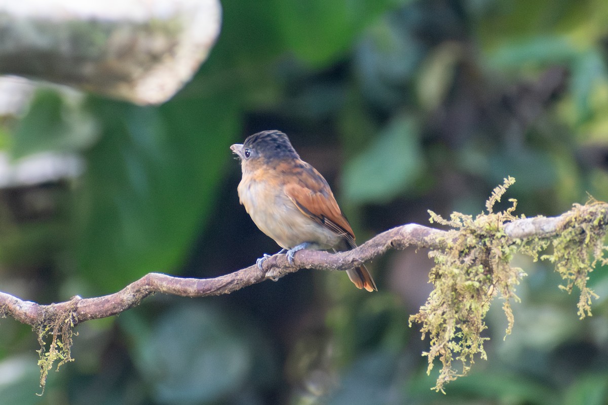 One-colored Becard - ML647386683