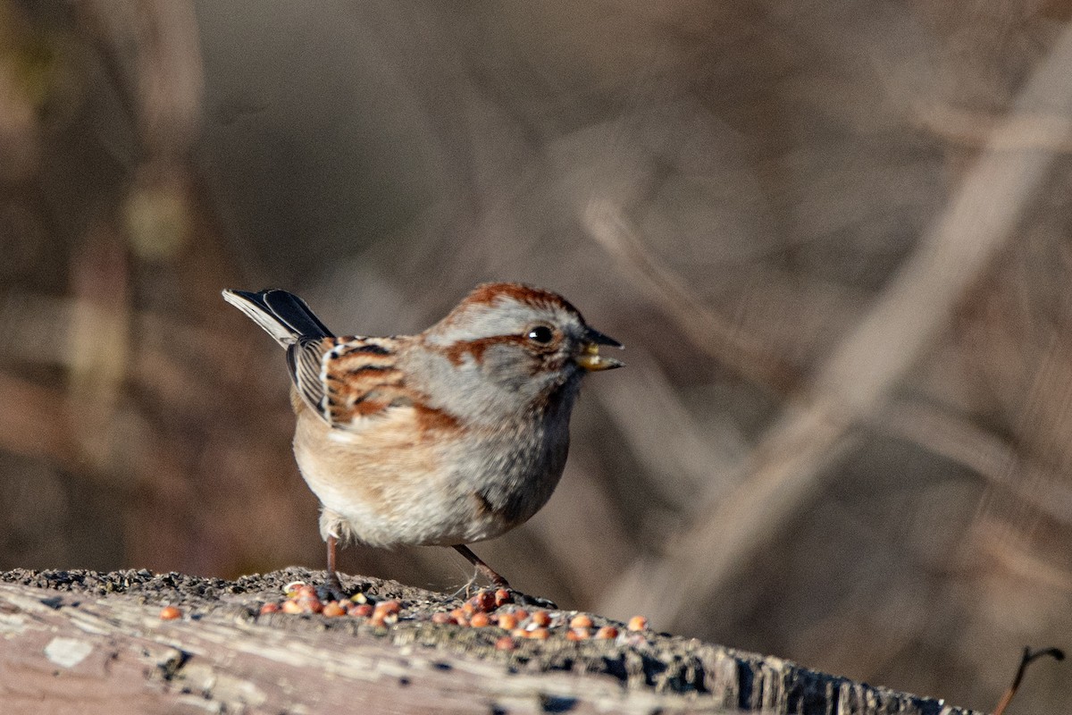 American Tree Sparrow - ML647386694