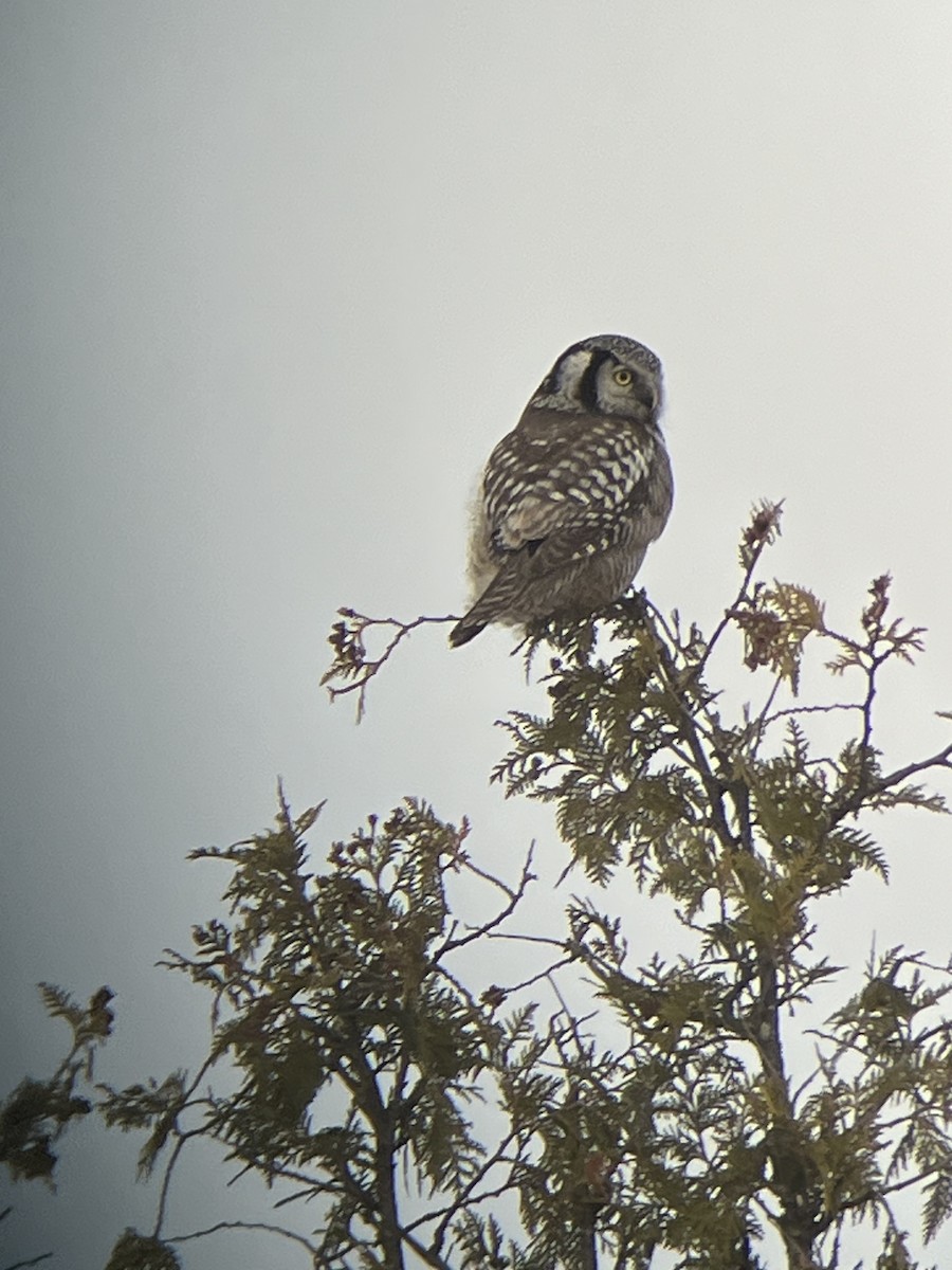 sovice krahujová - ML647386697