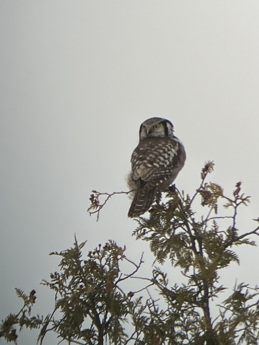 sovice krahujová - ML647386698