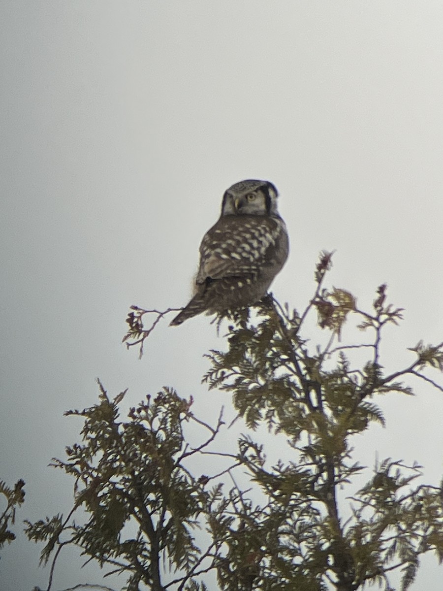 sovice krahujová - ML647386699