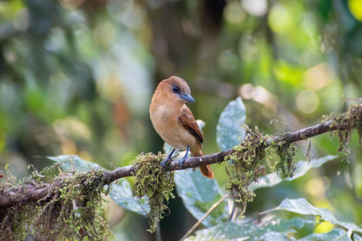 Cinnamon Becard - ML647386702