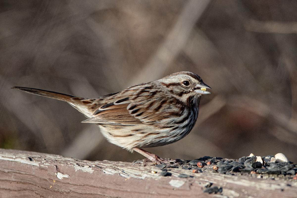 Song Sparrow - ML647386712