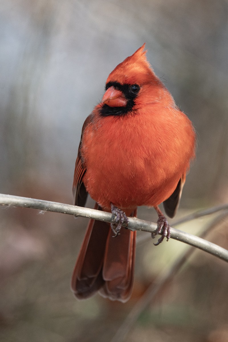 Northern Cardinal - ML647386721