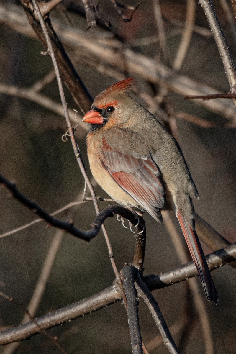 Northern Cardinal - ML647386722