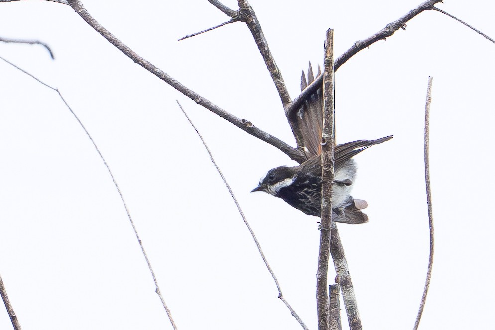 Supertramp Fantail - ML647386743