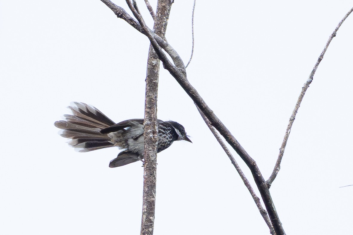 Supertramp Fantail - ML647386749