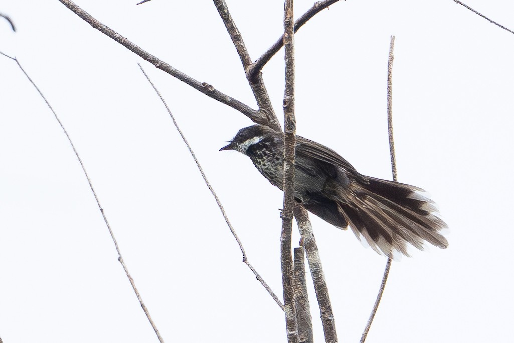 Supertramp Fantail - ML647386752