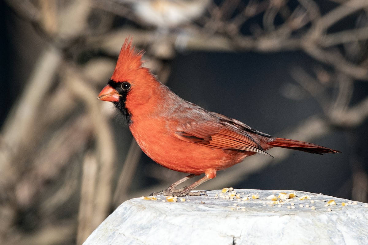 Northern Cardinal - ML647386753