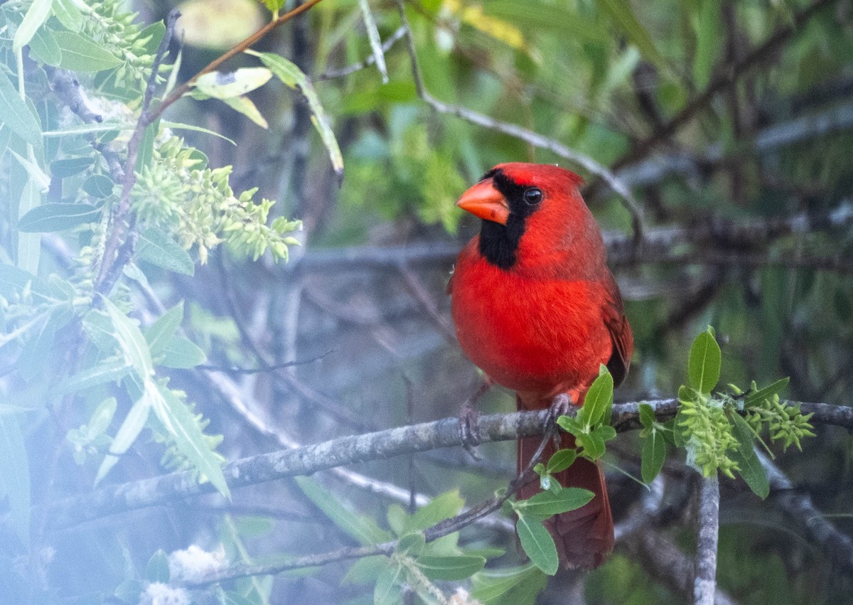 Northern Cardinal - ML647386754