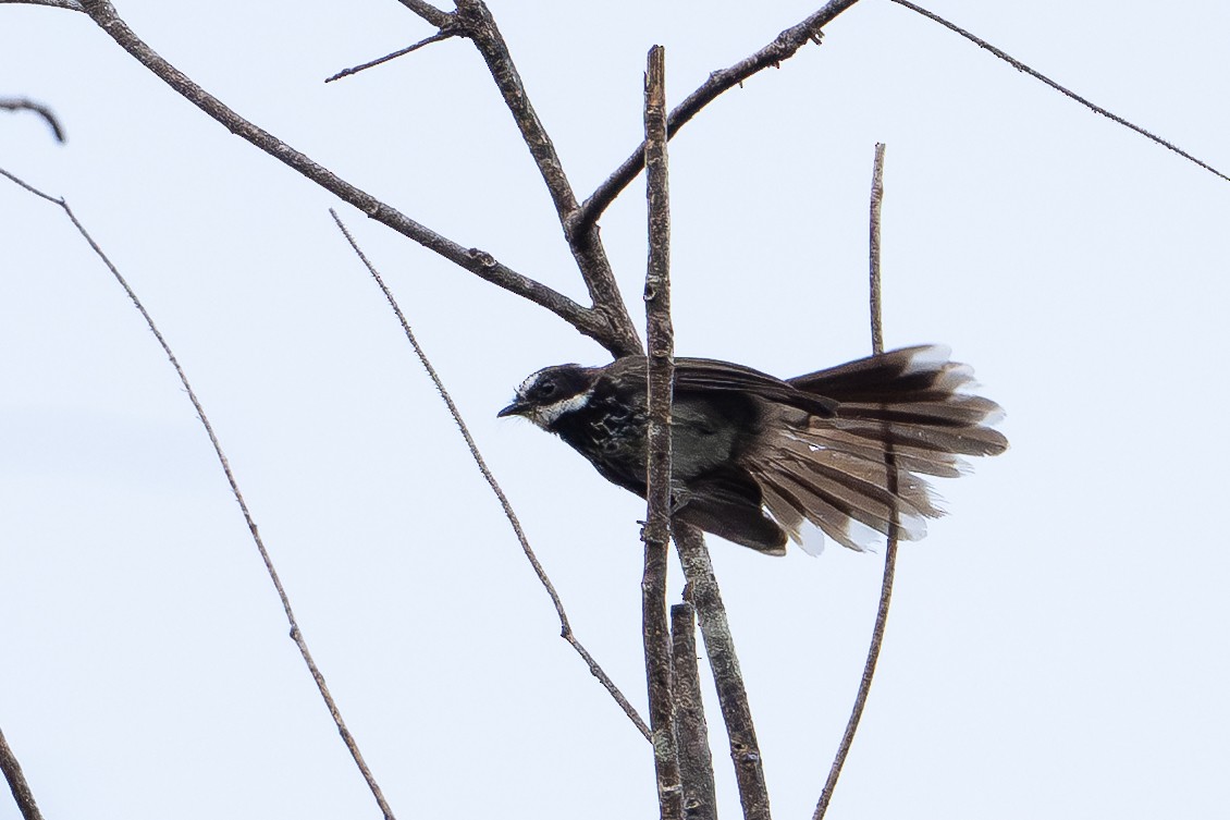 Supertramp Fantail - ML647386756