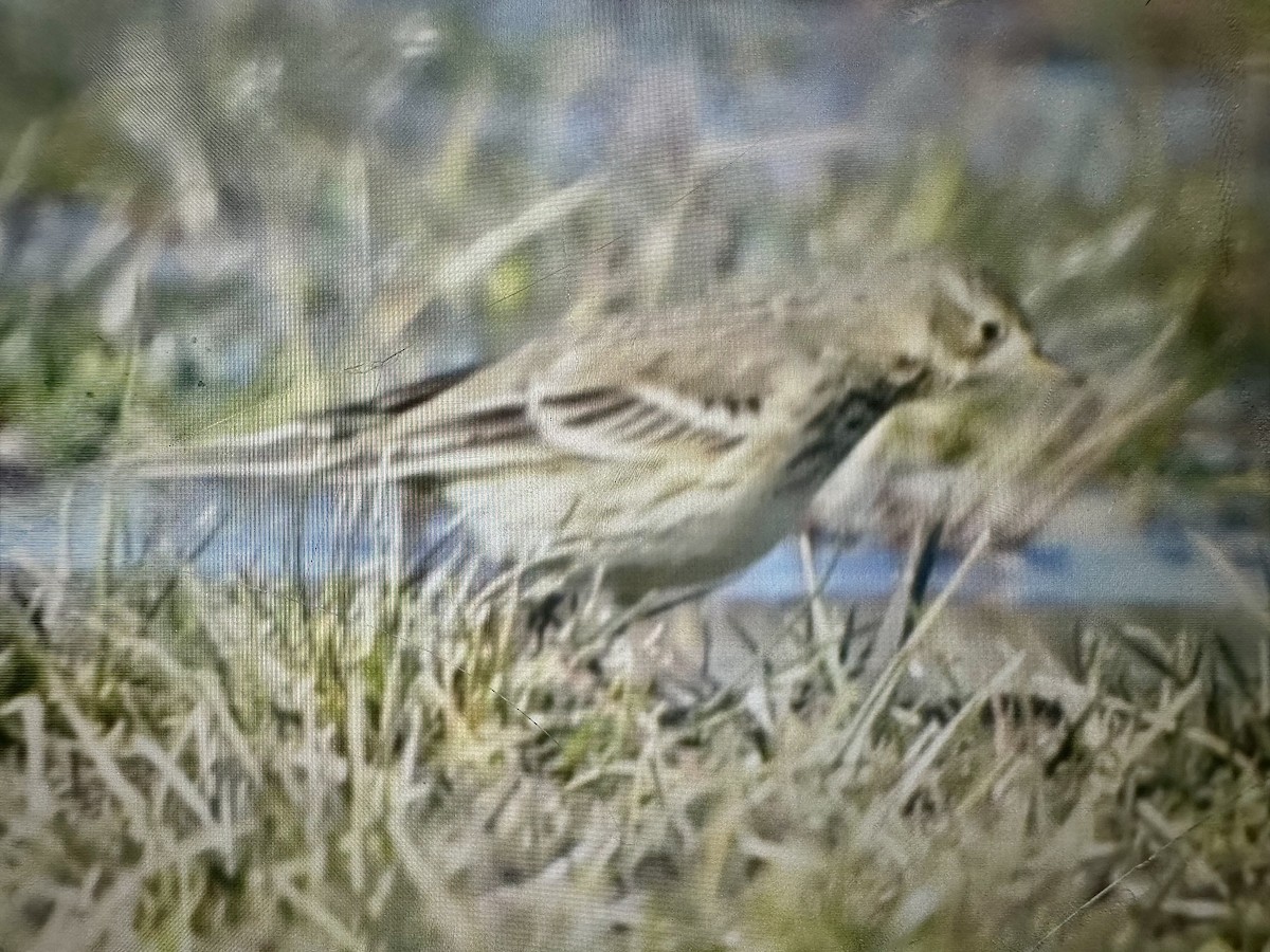 American Pipit - ML647386758