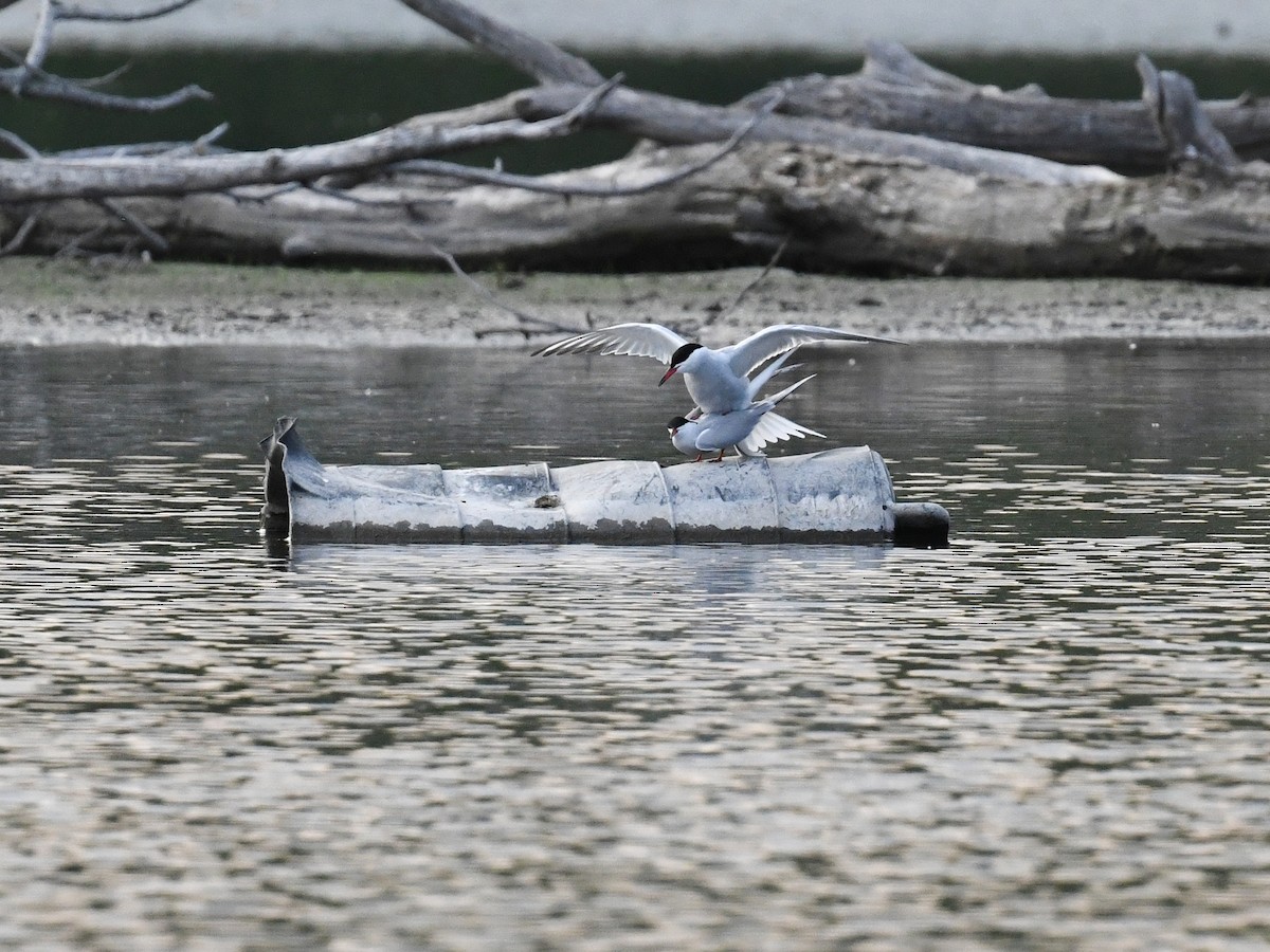 Common Tern - ML647386760