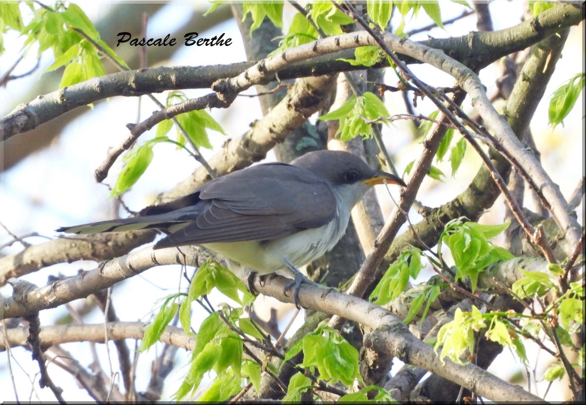 Yellow-billed Cuckoo - ML647386763