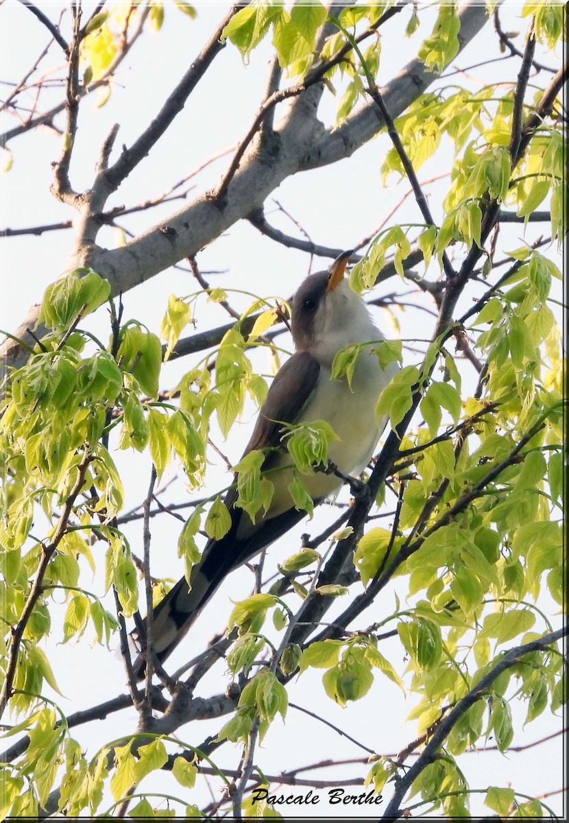 Yellow-billed Cuckoo - ML647386764