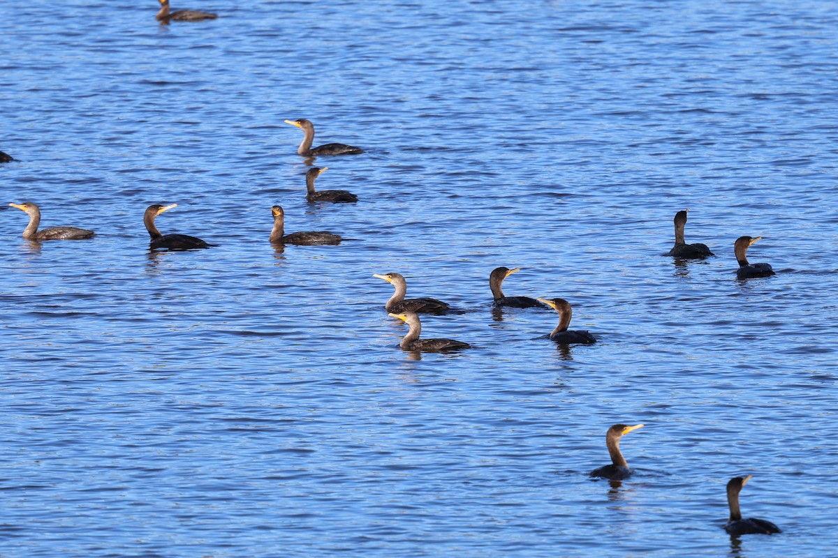 Double-crested Cormorant - ML647386775